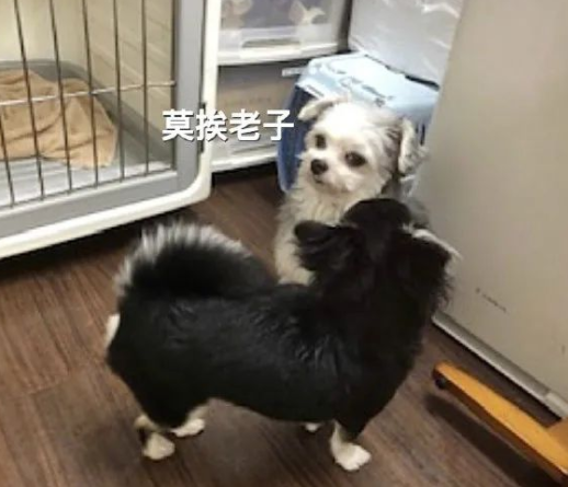 当狗狗患上社交恐惧症......网友:彷佛看到了自己 当狗狗患上社交恐惧症......网友:彷佛看到了自己