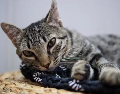 猫以前不乱尿为什么现在乱尿