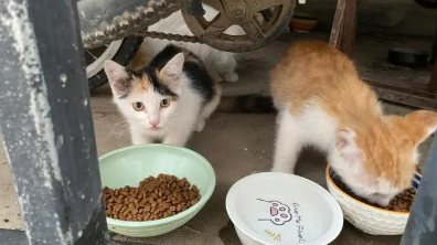 流浪猫买什么猫粮合适