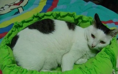 如何让猫用猫窝 如何让猫用猫窝