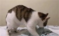 猫咪为什么踩奶
