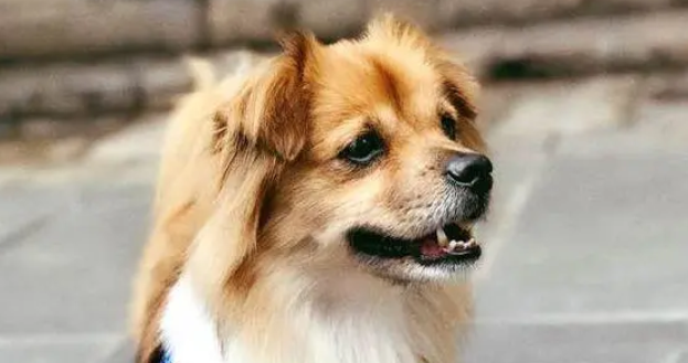 路边捡到了只流浪狗,原以为是只蝴蝶犬,结果一年后长成了这样 路边捡到了只流浪狗,原以为是只蝴蝶犬,结果一年后长成了这样