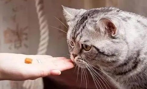 猫咪吃得过多吃什么药 猫咪吃得过多吃什么药