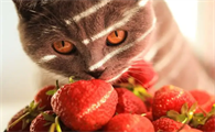 宠物猫能吃草莓吗