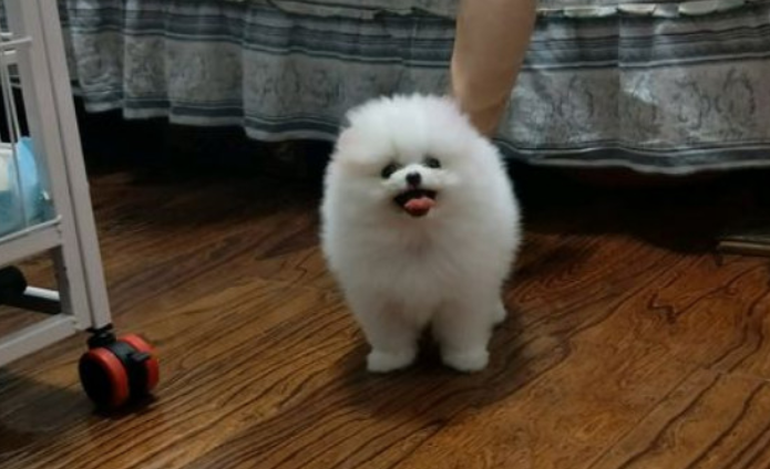 博美犬呕吐吃什么药 博美犬呕吐吃什么药