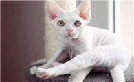 德文卷毛猫性格可怕吗