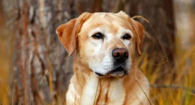 拉布拉多犬怎么训练大小便 拉布拉多犬怎么训练大小便