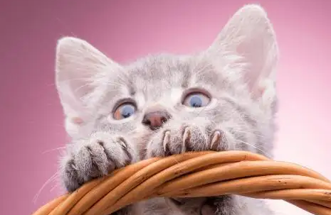 小猫咪肚子一直咕咕叫,主人要重视 小猫咪肚子一直咕咕叫,主人要重视