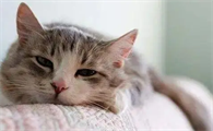 猫拉稀怎么回事