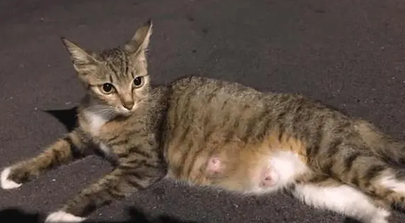 怀孕的猫咪总是蹭你还叫怎么回事