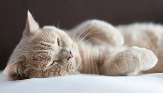 怎么判断猫是不是肠梗阻了