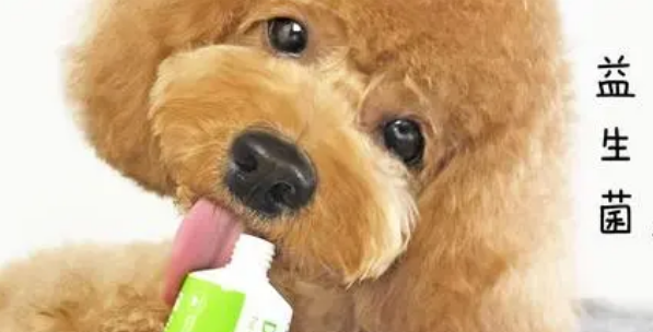 益生菌对狗狗的功效