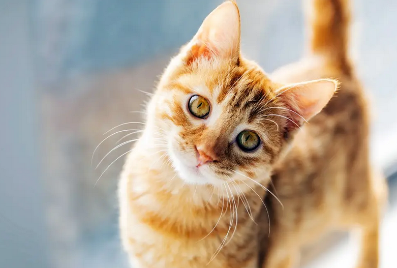 猫用塑料碗为什么会黑下巴