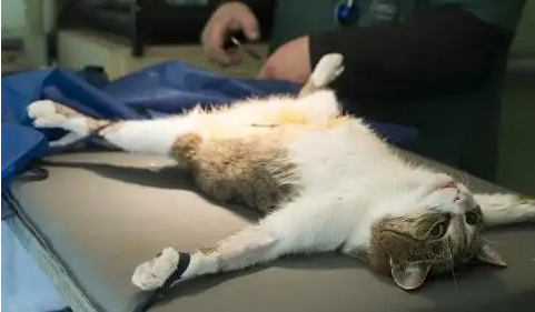猫咪绝育手术前的准备 猫咪绝育手术前的准备