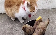 猫咪吃红薯会怎么样吗