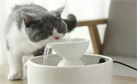 小猫咪水喝多了会怎么样