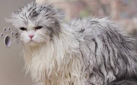 猫咪洗澡多少钱 猫咪洗澡多少钱