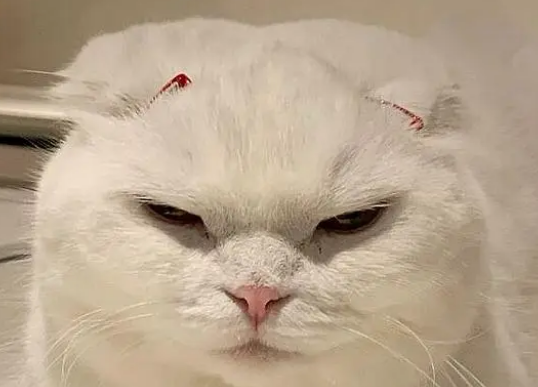 宠物猫喜欢铲屎官，却不愿意被铲屎官碰
