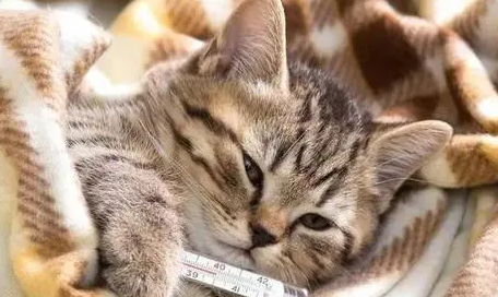 二个月小猫感冒吃什么药好 二个月小猫感冒吃什么药好