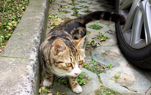 喂流浪猫吃什么性价比高的猫粮 喂流浪猫吃什么性价比高的猫粮