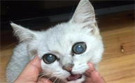 猫眼球上有一小块白膜怎么回事