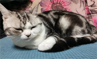 猫咪突然变得没精神，很蔫怎么回事