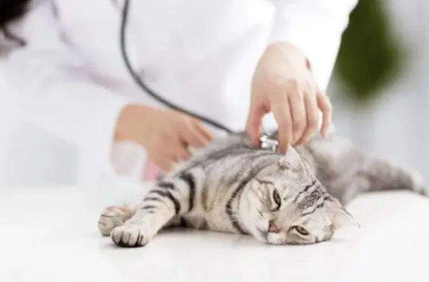 回顾“我帮他养猫,猫猝死凭啥让我赔12万?”结局激动到哇哇大哭 回顾“我帮他养猫,猫猝死凭啥让我赔12万?”结局激动到哇哇大哭