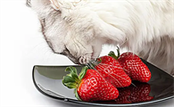 猫可以吃草莓吗