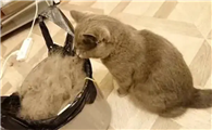 猫为什么拉稀怎么办