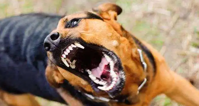 得狂犬病的狗一般最多能活几天呀