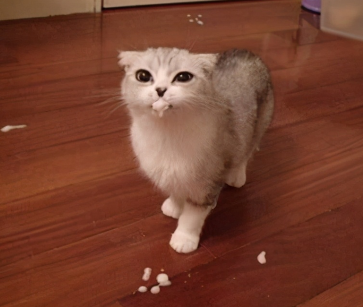 猫咪小腹时不时抽搐一下呕吐 猫咪小腹时不时抽搐一下呕吐