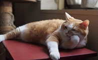 猫便便里有血怎么回事吃什么药