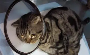 猫咪膀胱结晶怎么治疗好得快 猫咪膀胱结晶怎么治疗好得快