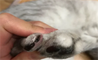 猫指甲被剪出血了会怎么样,会不会死