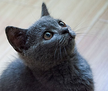 猫的眼睛外侧黑色结痂怎么回事 猫的眼睛外侧黑色结痂怎么回事