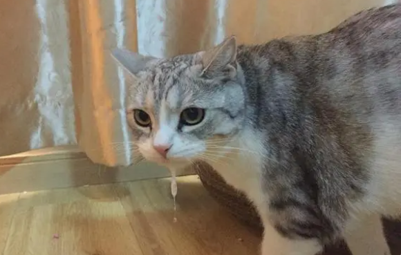 猫咪吐毛球是什么意思啊