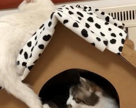 白猫大尾巴悬吊着，两只猫咪竟咬着玩