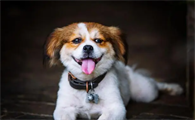 如何分辨是不是犬窝咳？该怎样应对？