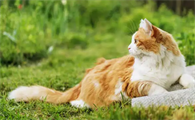 猫拉绿色稀便怎么回事吃什么药