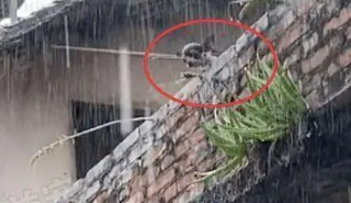 狗狗被关天台不断嚎叫求救，男子冒雨搭救