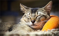小奶猫睡觉的时候经常抖动抽搐怎么回事