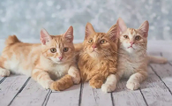 猫的尾巴一直向下垂什么意思呢