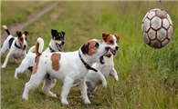 杰克罗素梗犬图片纯种