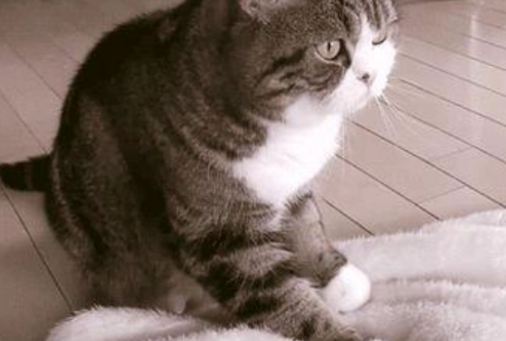 猫咪踩奶呼噜呼噜是什么意思啊 猫咪踩奶呼噜呼噜是什么意思啊