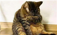 怎么给猫咪道歉能看懂
