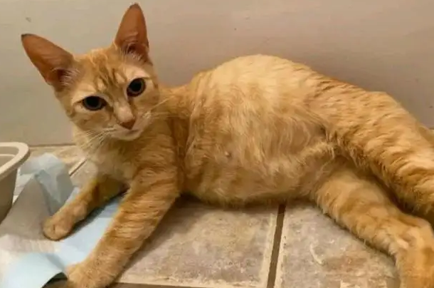 小猫咪肚子很大,不要以为怀孕了 小猫咪肚子很大,不要以为怀孕了