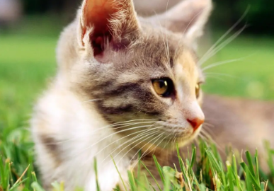 猫拉肚子拉血怎么回事 猫拉肚子拉血怎么回事