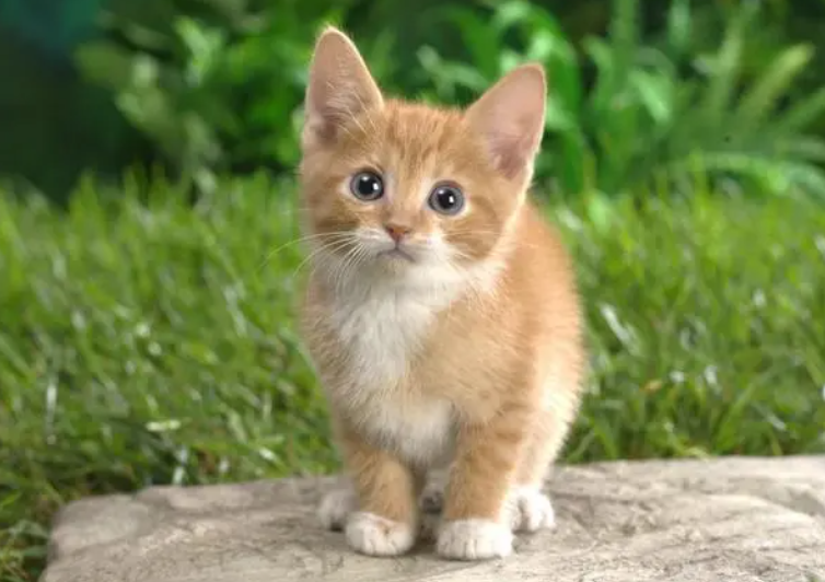 20天的小猫咪能人工养活吗 20天的小猫咪能人工养活吗