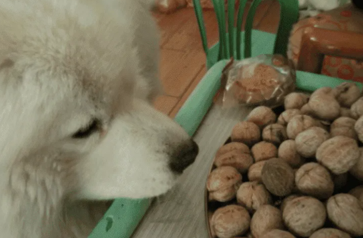狗能吃核桃吗1
