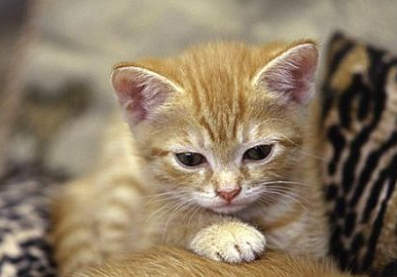 猫咪拉不出屎怎么回事
